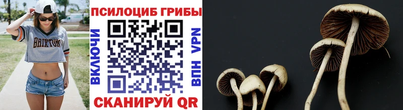 Псилоцибиновые грибы Cubensis  Шарыпово 